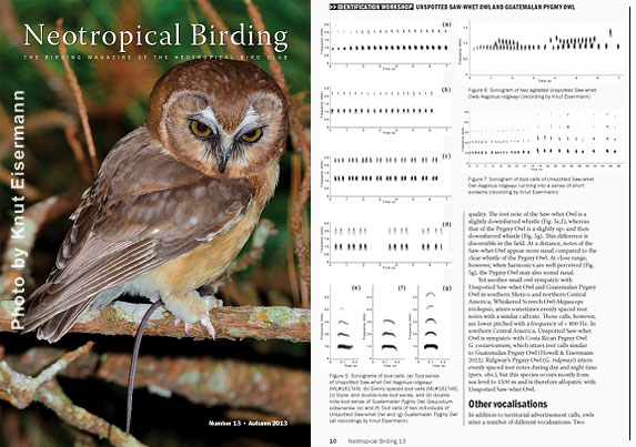 Eisermann, K. (2013) Vocal field marks of Unspotted Saw-whet Owl and Guatemalan Pygmy-Owl. Neotropical Birding 13: 8-13.
