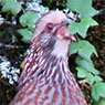 Guatemalawachtel
