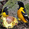 Bindentrupial