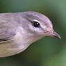 &Ouml;stlicher S&auml;ngervireo