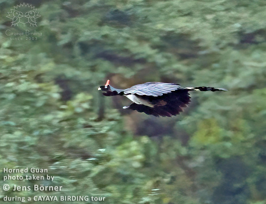 Horned Guan
